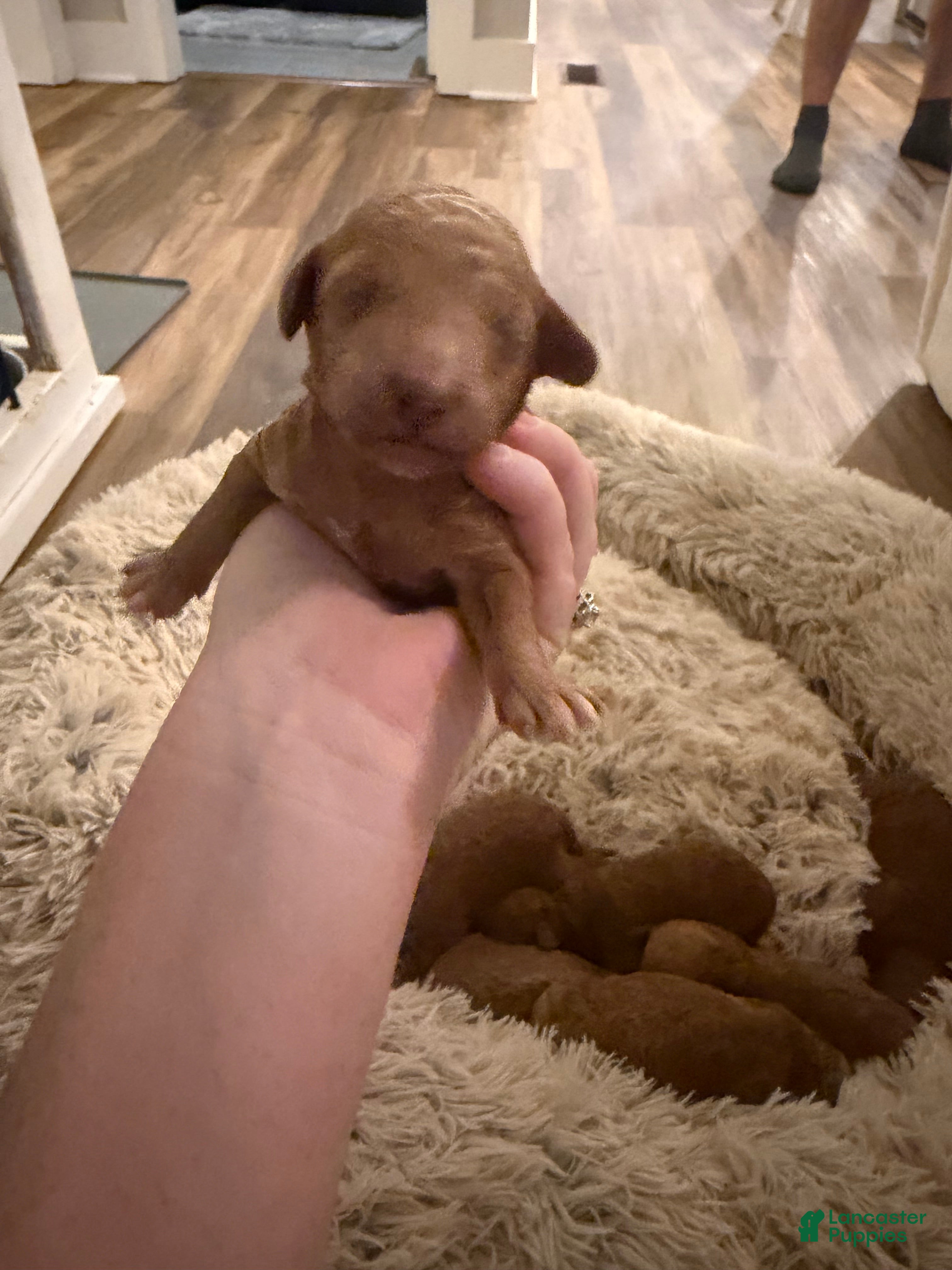 Mini Goldendoodle dogs Mini Goldendoodle Puppy 4 - Ad 11