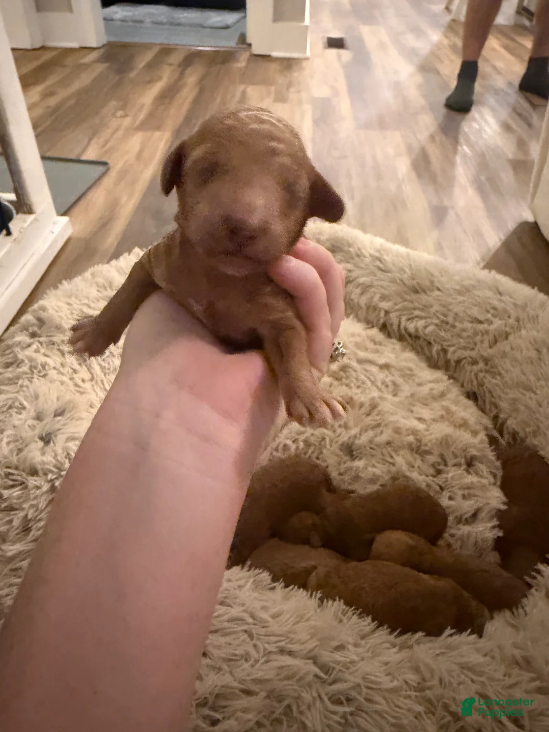 Mini Goldendoodle dogs for sale: Mini Goldendoodle Puppy 4 - Ad 1