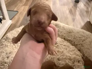 Mini Goldendoodle dogs Mini Goldendoodle Puppy 4 - Ad 11