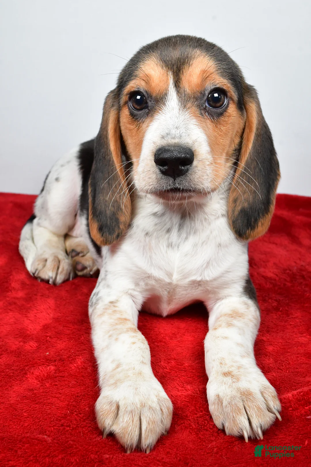 Beagle dogs for sale: Rhoda - Ad 6