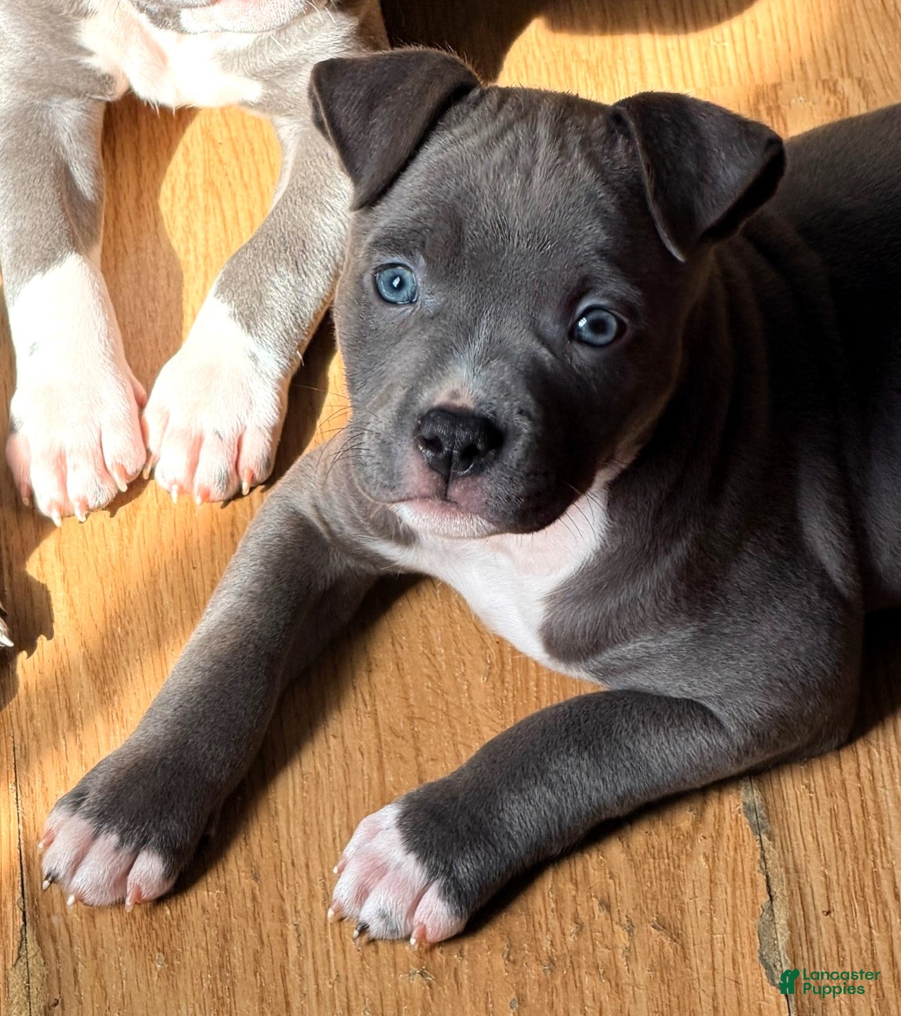 American Bully dogs "AALIYAH" - Ad 17