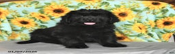 Newfoundland dogs for sale: Whoppers - Ad 1