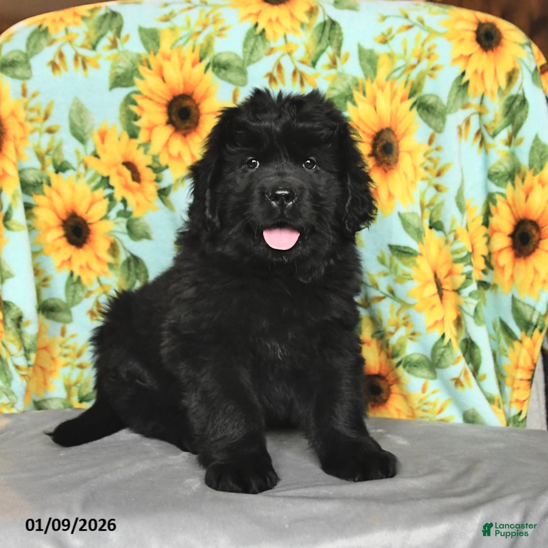 Newfoundland dogs for sale: Whoppers - Ad 1