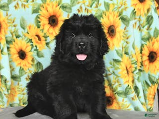 Newfoundland dogs for sale: Whoppers - Ad 2