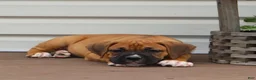 Boxer dogs for sale: Porter - Ad 4