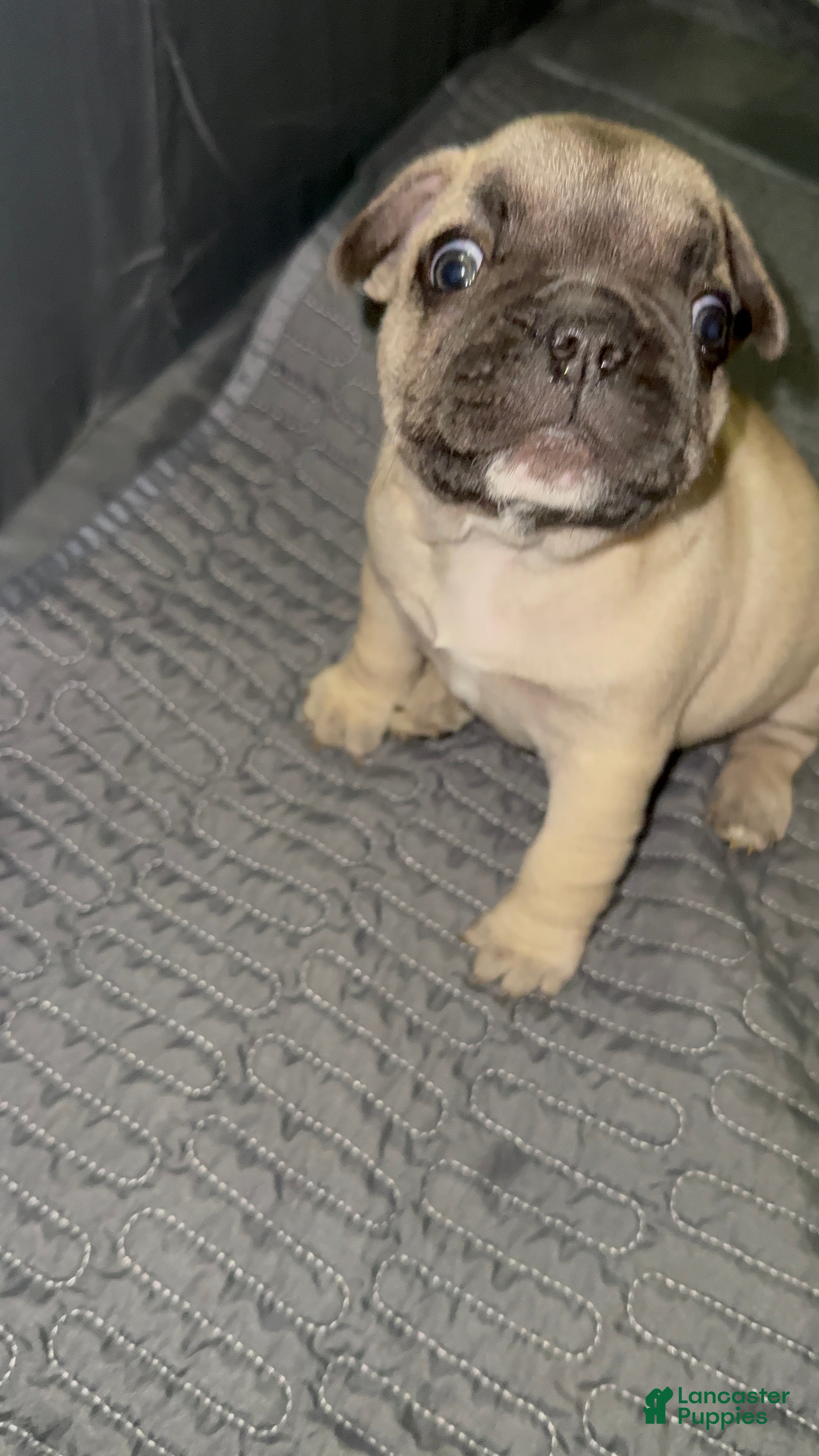 French Bulldog dogs French Bulldog Puppy 2 - Ad 4
