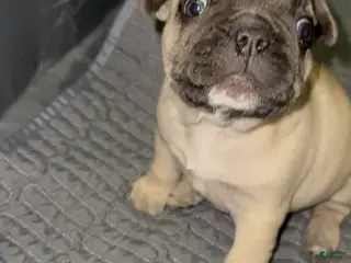 French Bulldog dogs French Bulldog Puppy 2 - Ad 4