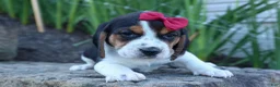 Beagle dogs for sale:  Cody 🐾🐶 - Ad 4
