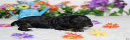 Cockapoo dogs for sale: Rocky  - Ad 5