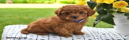 Mini Goldendoodle dogs for sale: Sofia - Ad 1