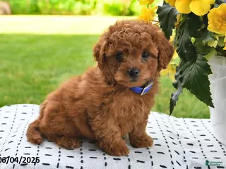 Mini Goldendoodle dogs for sale: Sofia - Ad 3