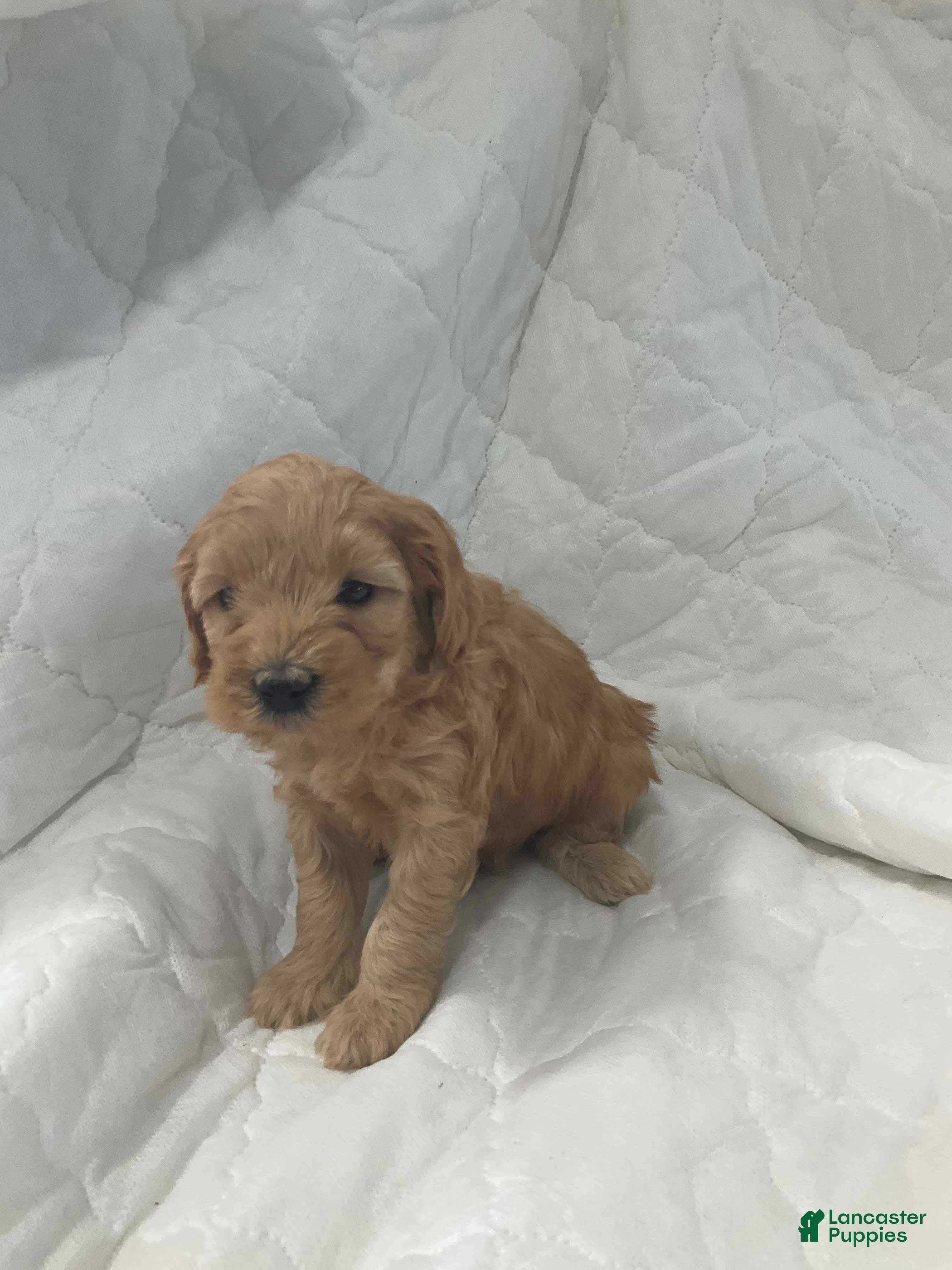 Mini Goldendoodle dogs Buddy - Ad 1