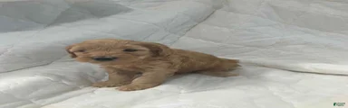 Buddy