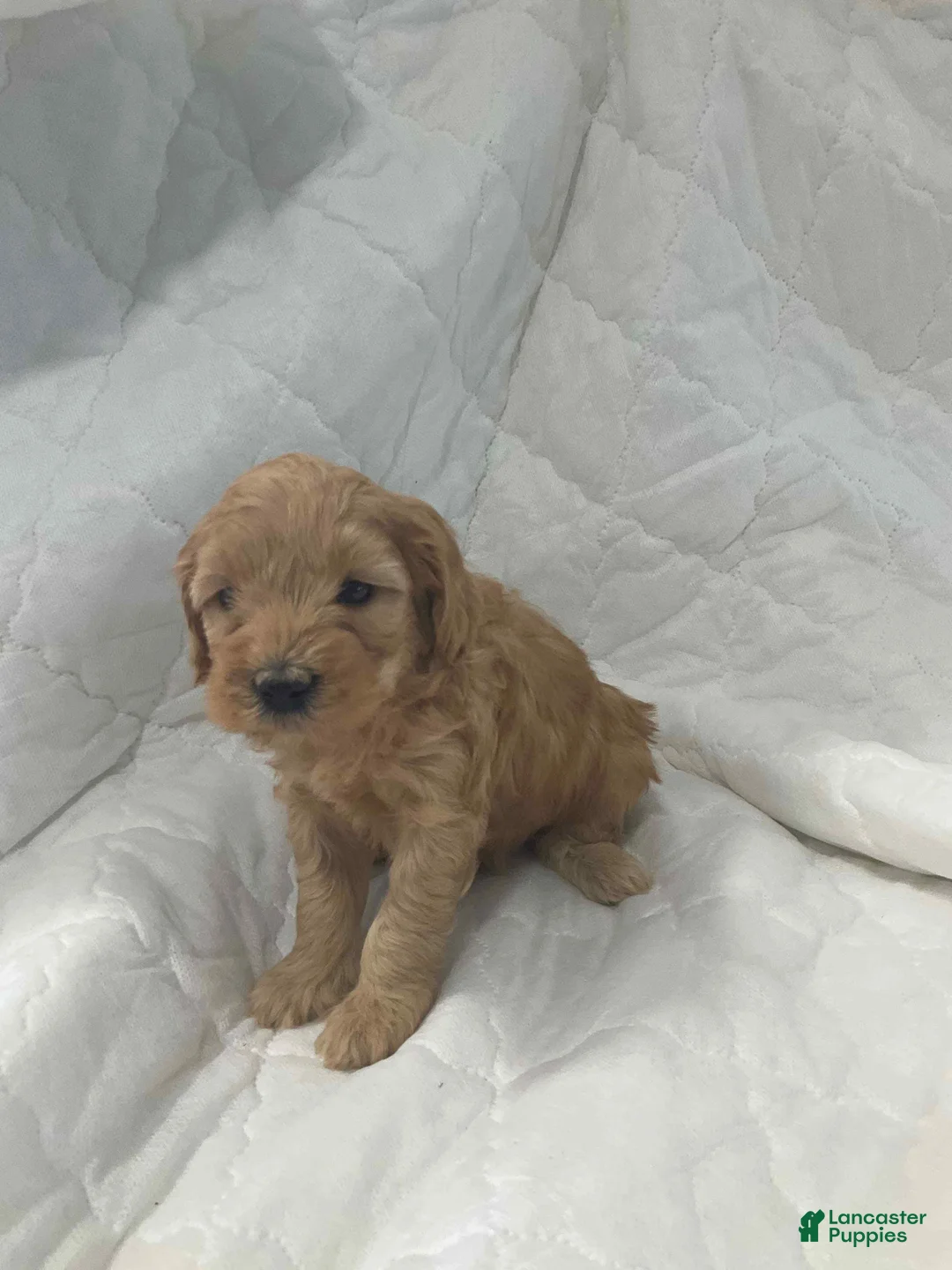 Mini Goldendoodle dogs for sale: Buddy - Ad 1