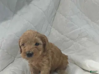 Mini Goldendoodle dogs for sale: Buddy - Ad 2