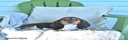 Basset Hound dogs for sale: Lacey - Ad 4