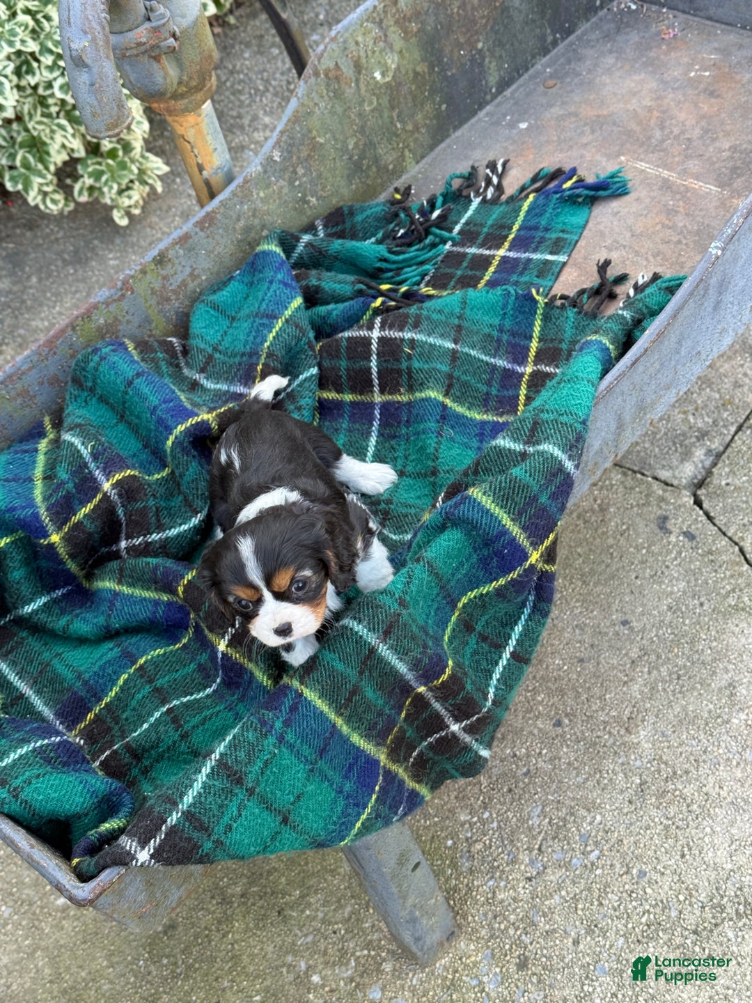 Cavalier King Charles Spaniel dogs for sale: Cutsie - Ad 14