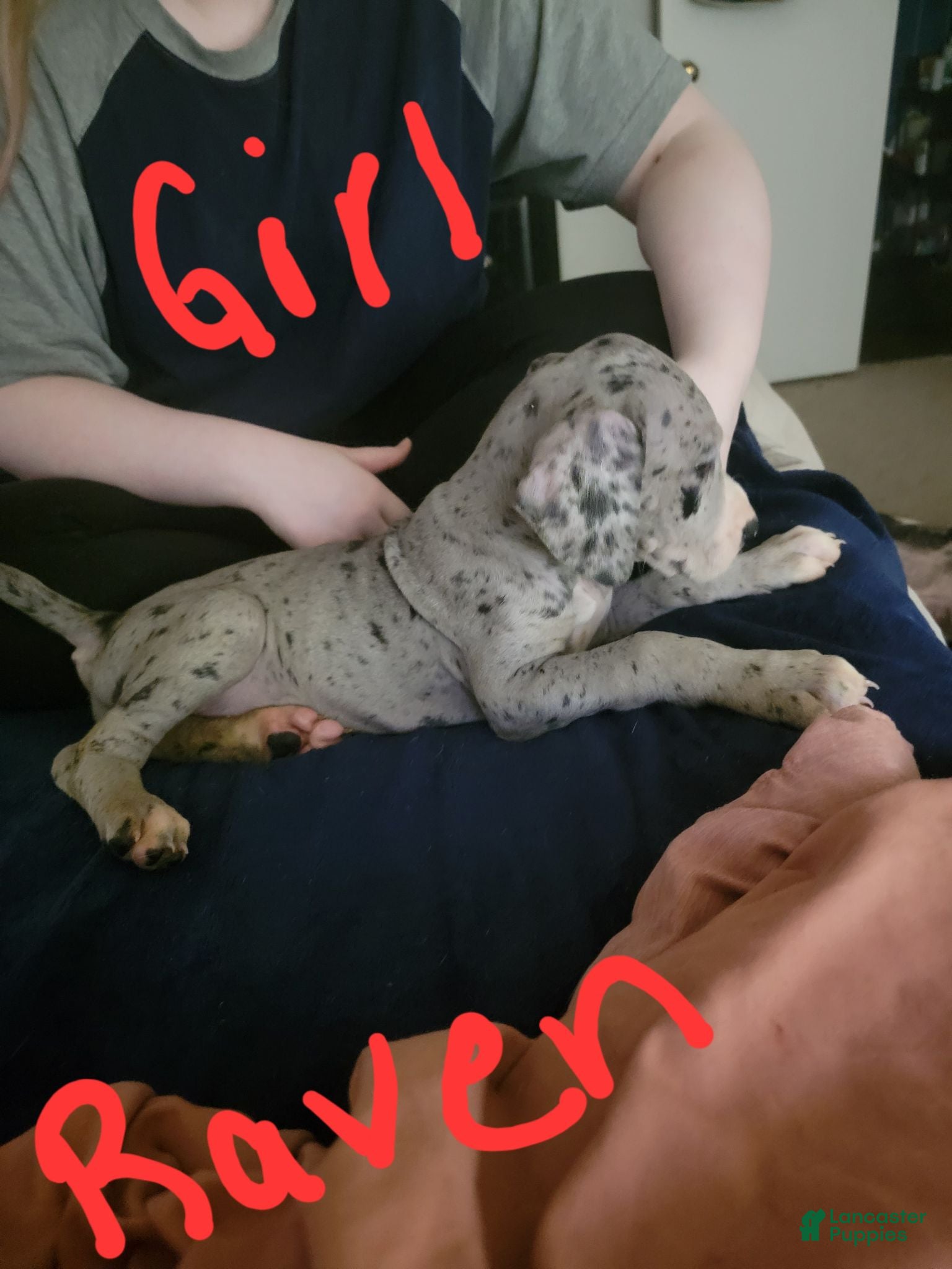 Great Dane dogs Great Dane 6 - Ad 4