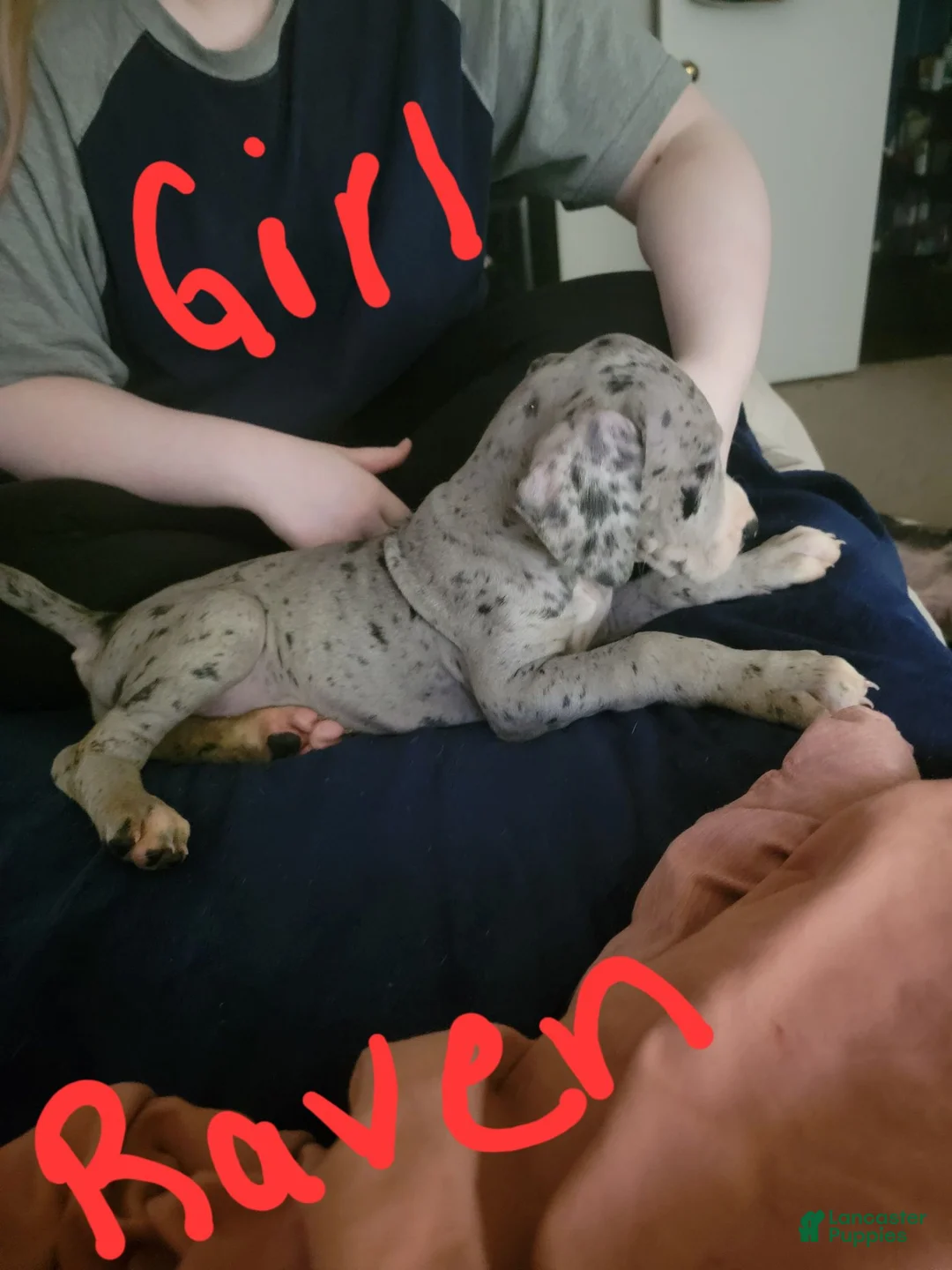 Great Dane dogs for sale: Great Dane 6 - Ad 1