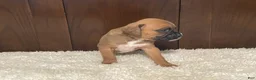 Boxer dogs for sale: Molly - Ad 15