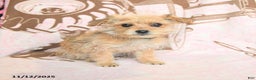 Mixed Breed dogs for sale: Cocopuff - Ad 4