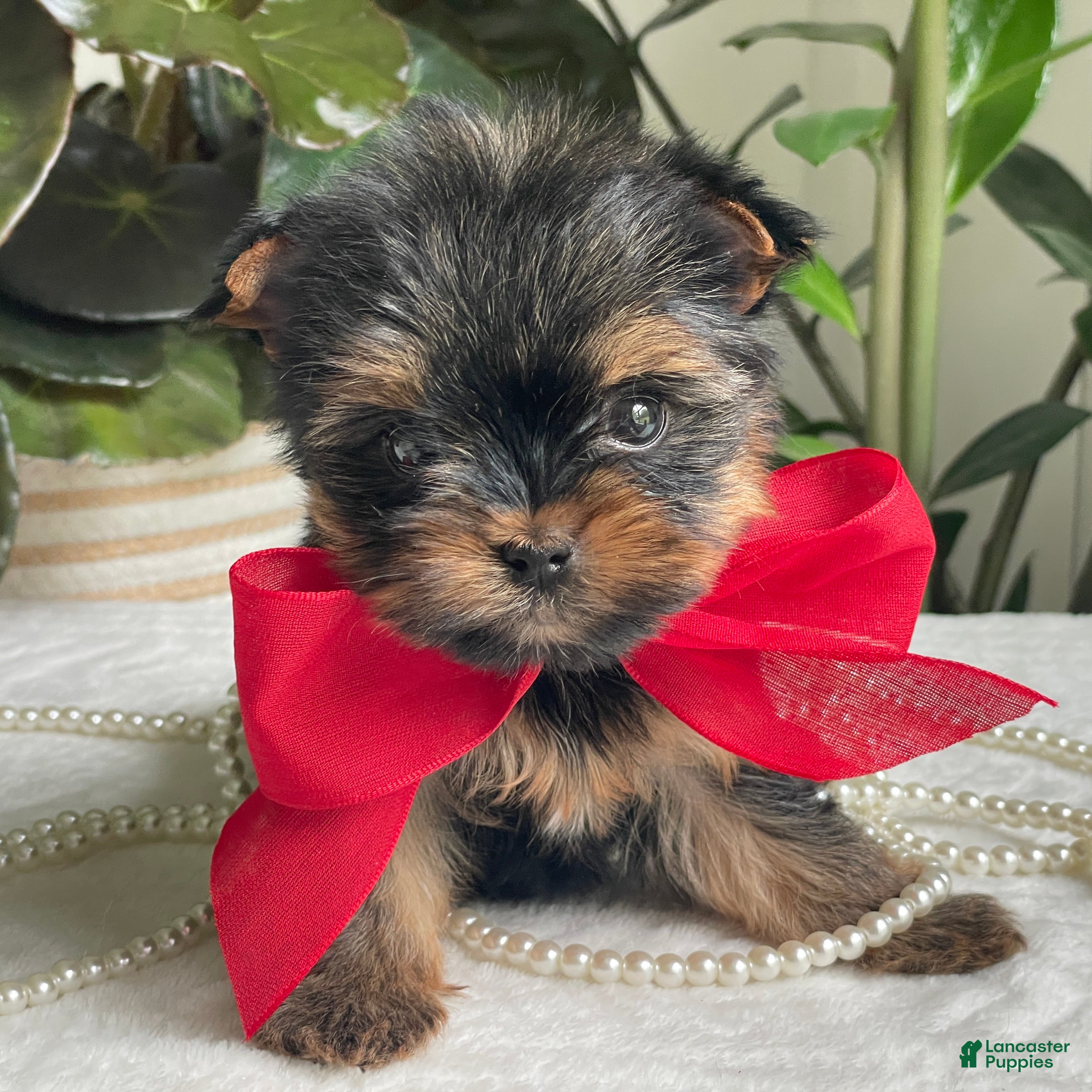 Biewer Terrier dogs Itty Bitty - Ad 2