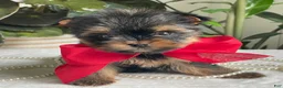 Biewer Terrier dogs for sale: Itty Bitty - Ad 2