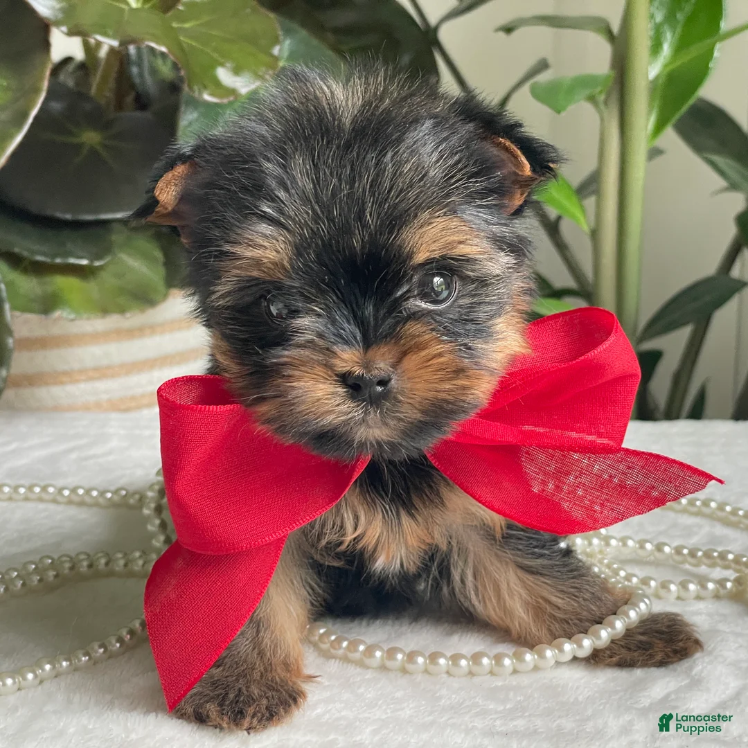 Biewer Terrier dogs for sale: Itty Bitty - Ad 2