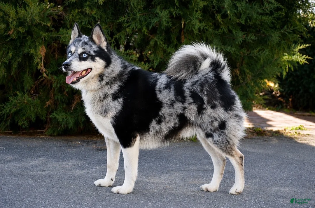 Pomsky dogs for sale: Sierra - Ad 5