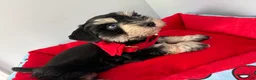 Miniature Schnauzer dogs for sale: Polo - Ad 3