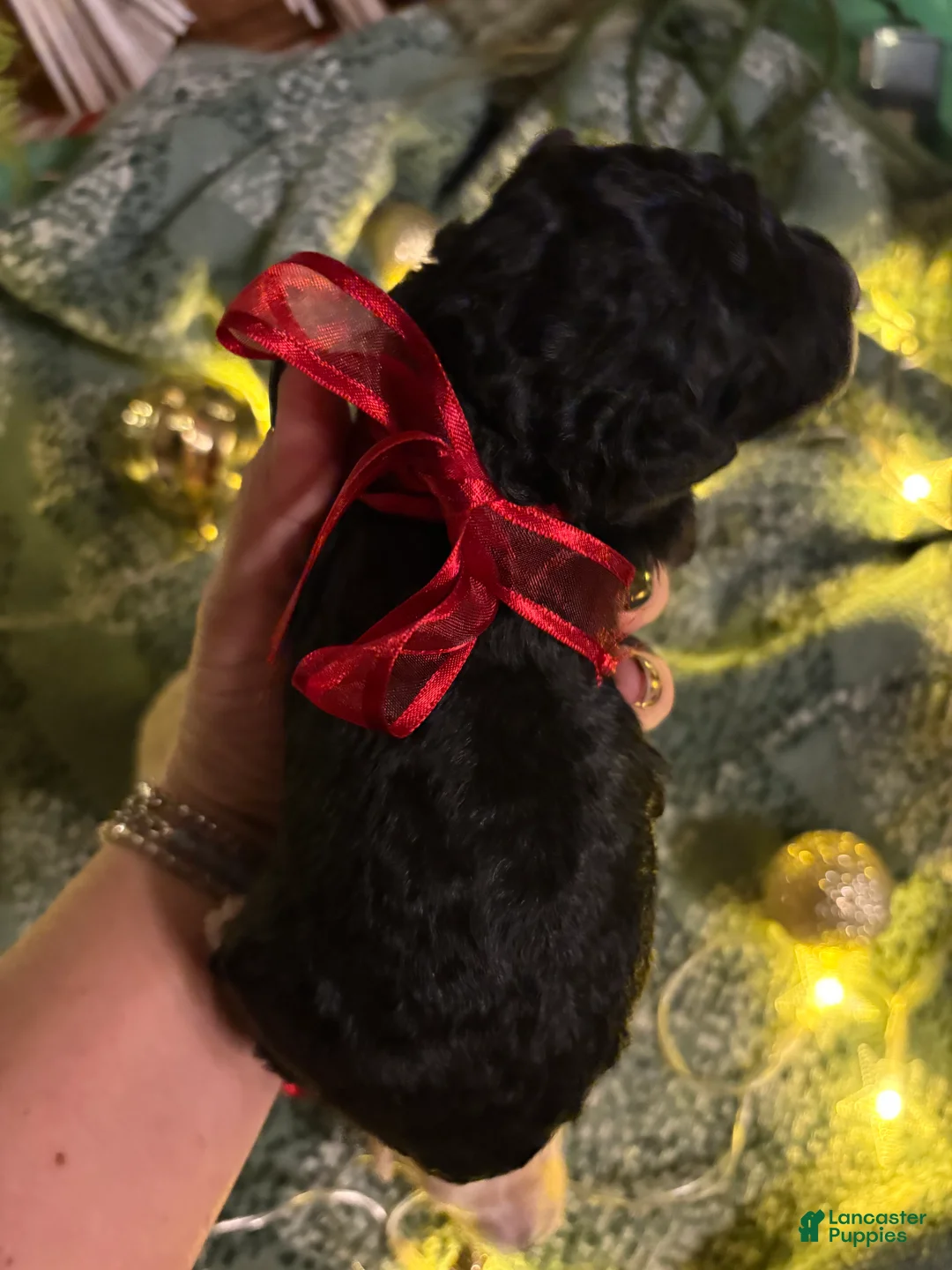 Cockapoo dogs for sale: Oliver  - Ad 1
