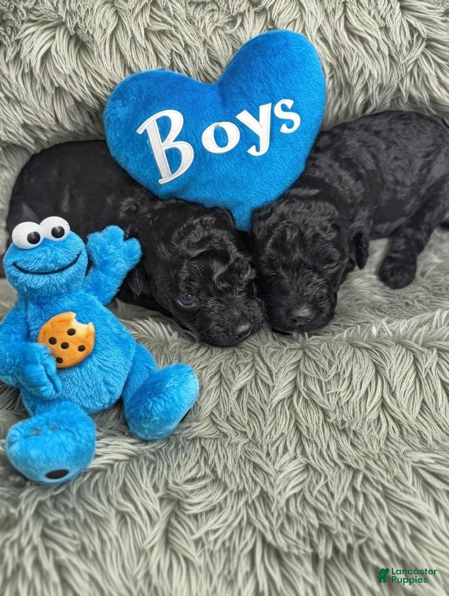 Toy Poodle dogs Toy Poodle 1 - Ad 3