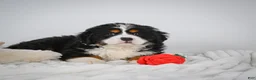 Miniature Bernese Mountain Dog dogs for sale: Chase - Ad 10