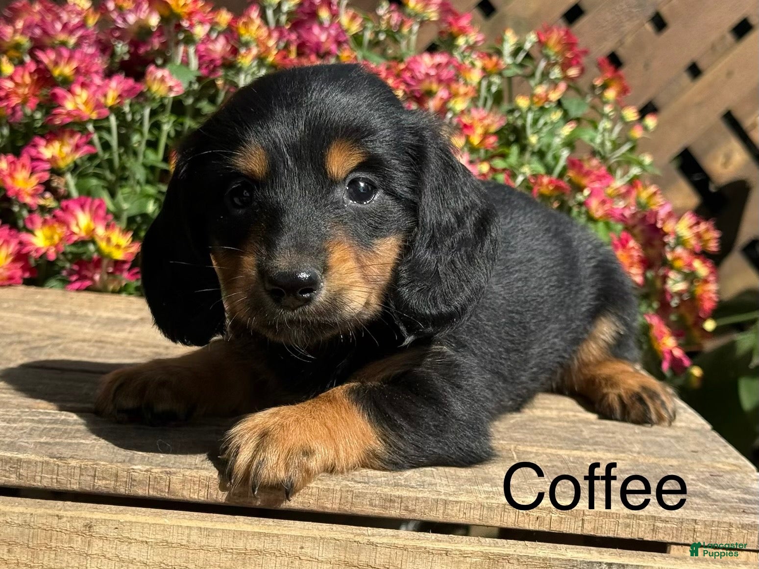 Miniature Dachshund dogs for sale: Coffee - Ad 1