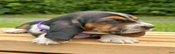 Basset Hound dogs for sale: Isabella - Ad 5