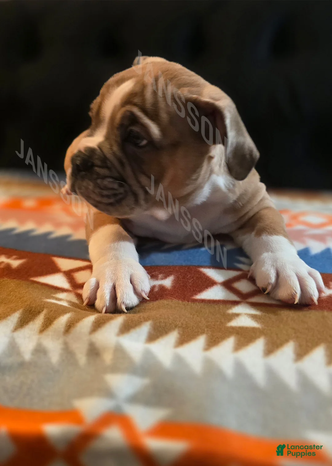 Olde English Bulldogge dogs for sale: Olde English Bulldogge Puppy Bob - Ad 2