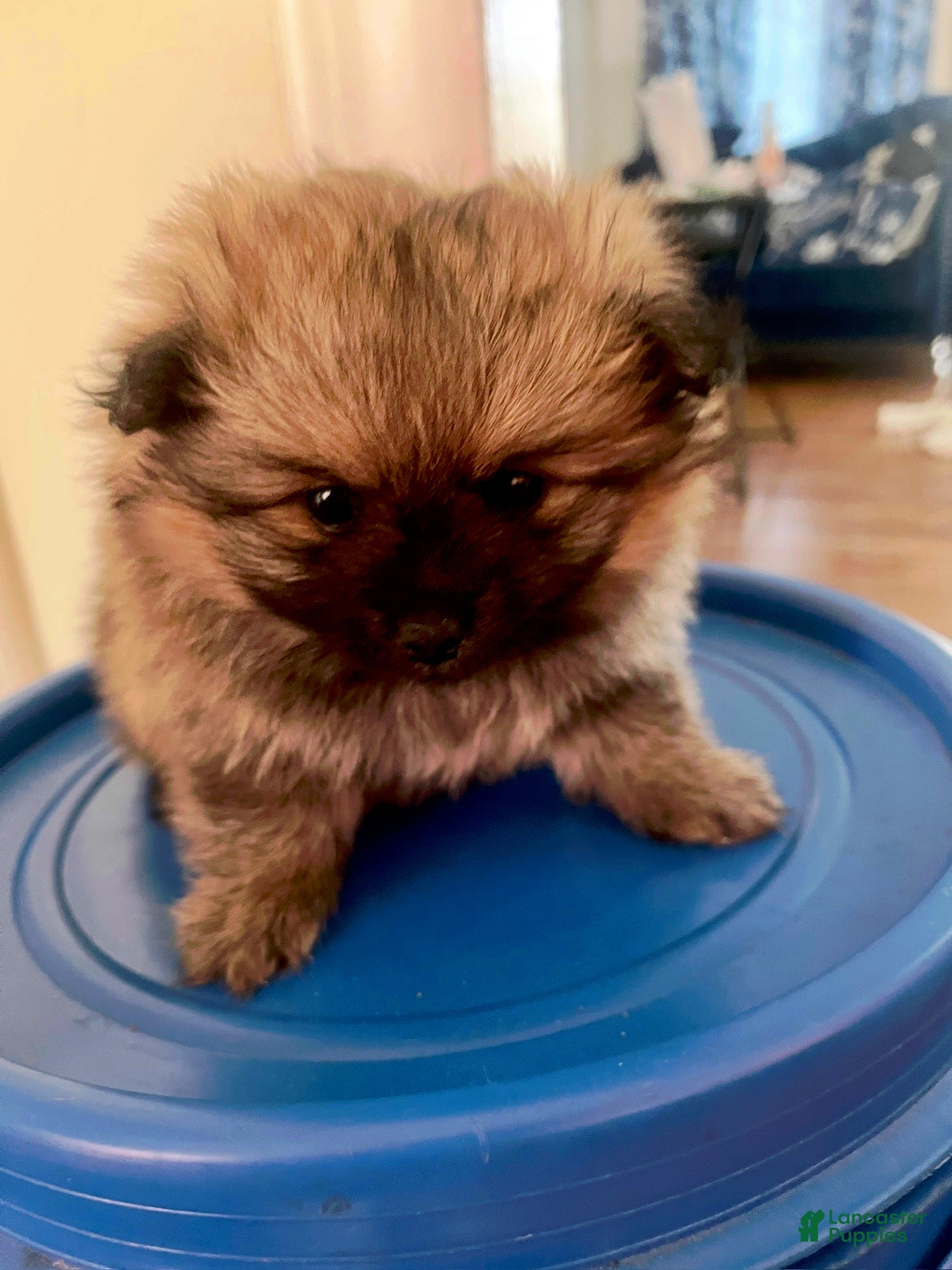 Pomeranian dogs Pomeranian Puppy 1 - Ad 2