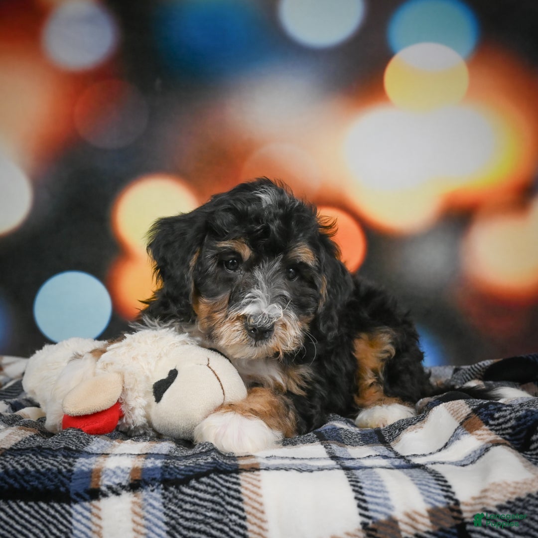Mini Bernedoodle dogs for sale: Mia - Ad 7