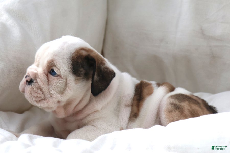 English Bulldog dogs Maestro - Ad 1