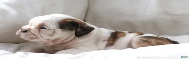 Maestro