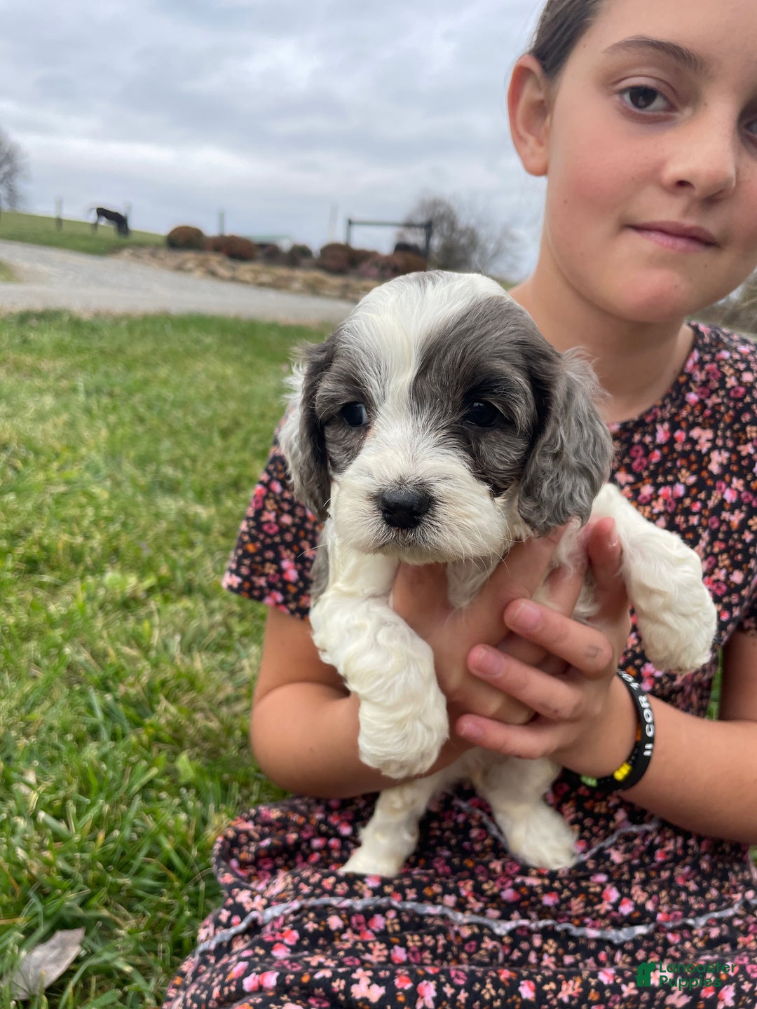 Cockapoo dogs for sale: Noel - Ad 1