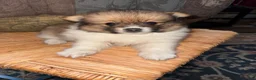 Pomeranian dogs for sale: Pomeranian Puppy 2 - Ad 2