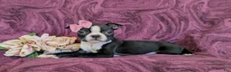 Boston Terrier dogs for sale: Samantha - Ad 5
