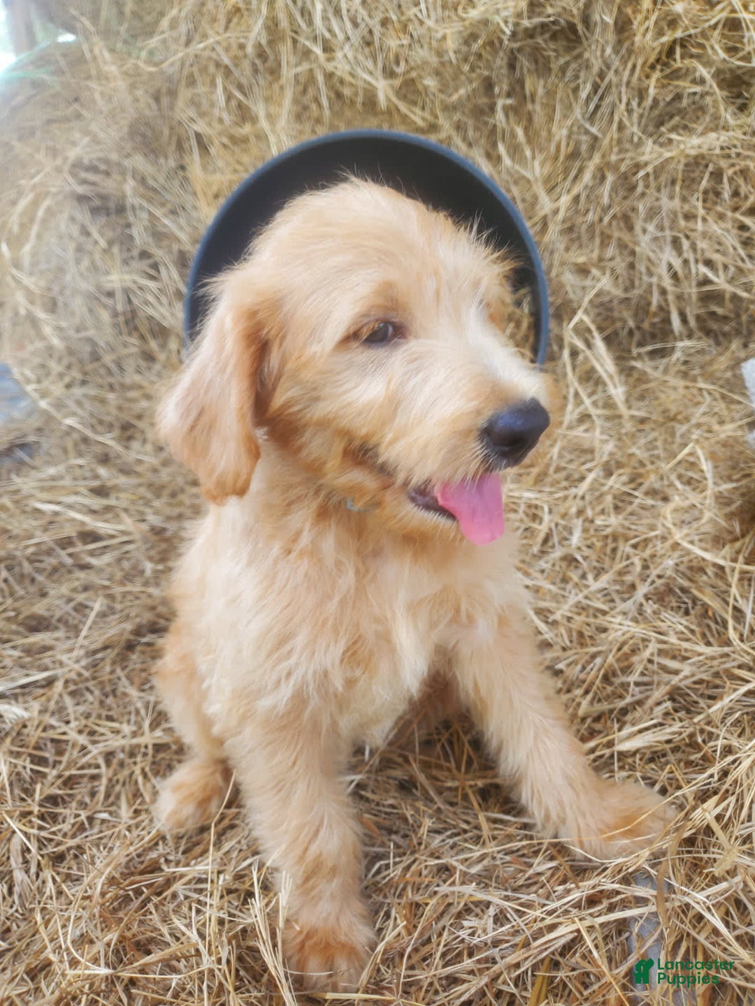 Puggle Pug Dachshund Mix For Sale Dachshund Mix Weenie Dog Breed