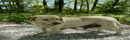 Labrador Retriever dogs for sale: Bear - Ad 6