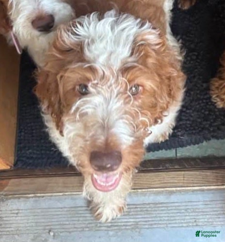 Mini Goldendoodle dogs Mini Goldendoodle Male 1 - Ad 10