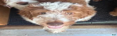 Mini Goldendoodle Male 1