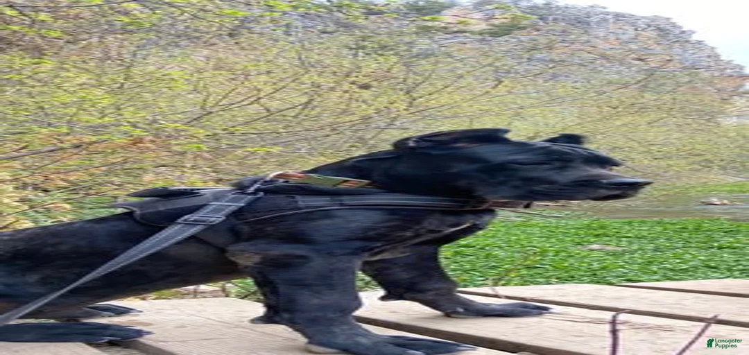 Gallery Image {{count}}