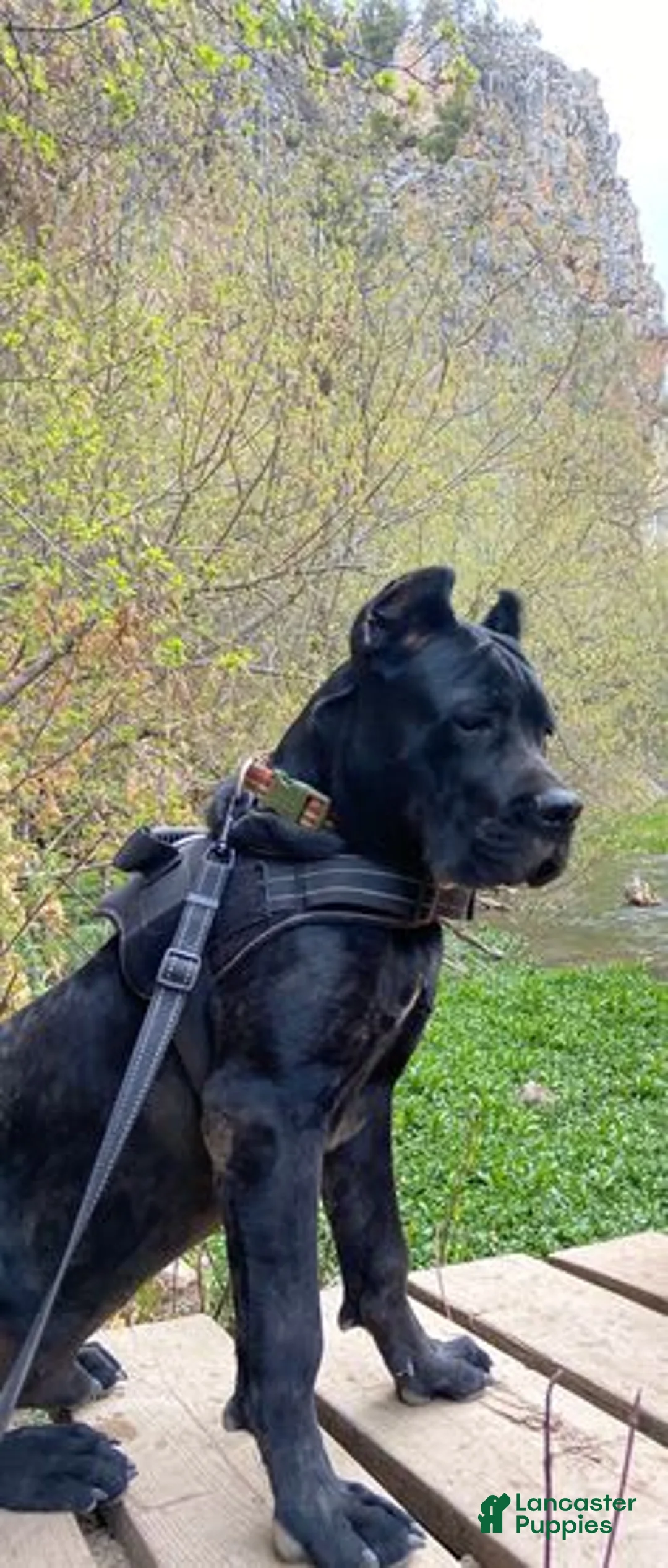 Gallery Image {{count}}