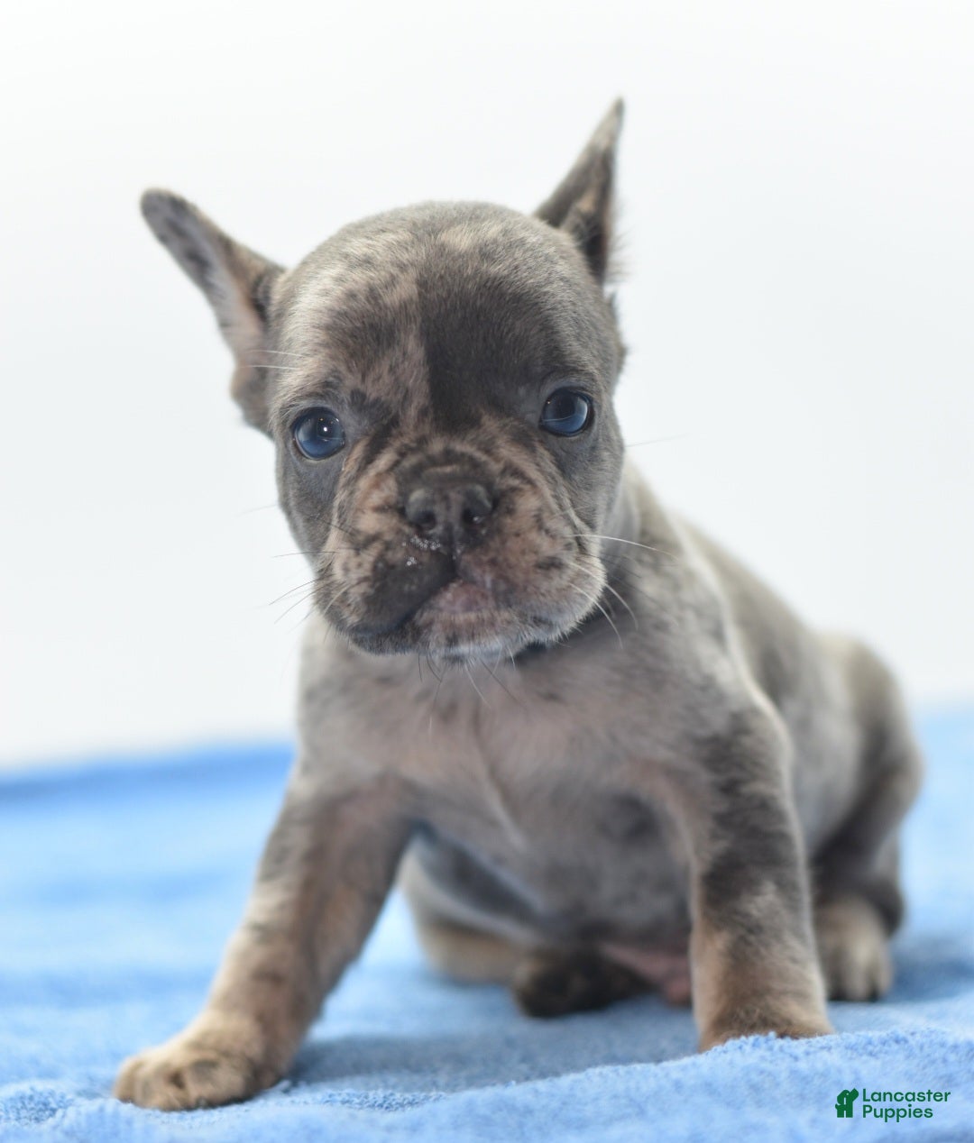 Mixed Breed dogs Zen blue merle  - Ad 1
